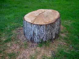 Best Stump Grinding and Removal  in Eastmont, WA