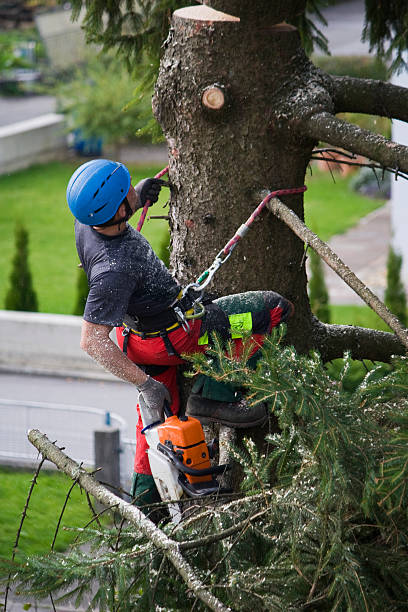 Best Tree Risk Assessment  in Eastmont, WA